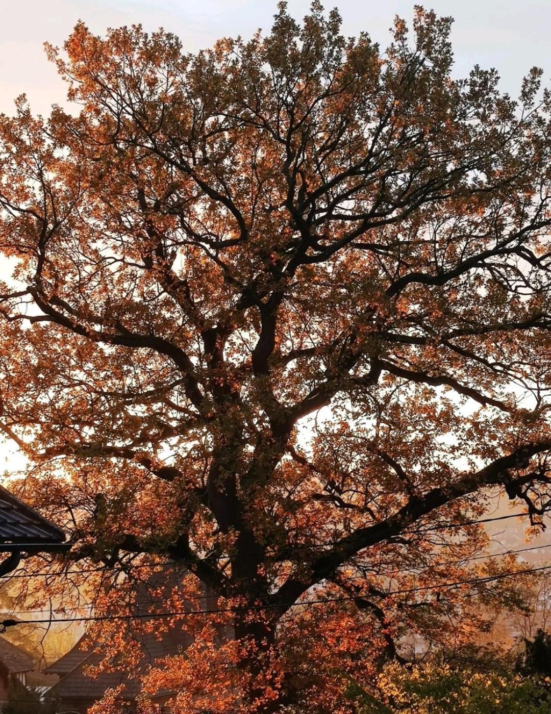 The Little Oak - Tiny House With Bed On Mezzanine & Terrace - From 1 To 4 P Disney, Paris & Cdg Pomponne Exterior photo